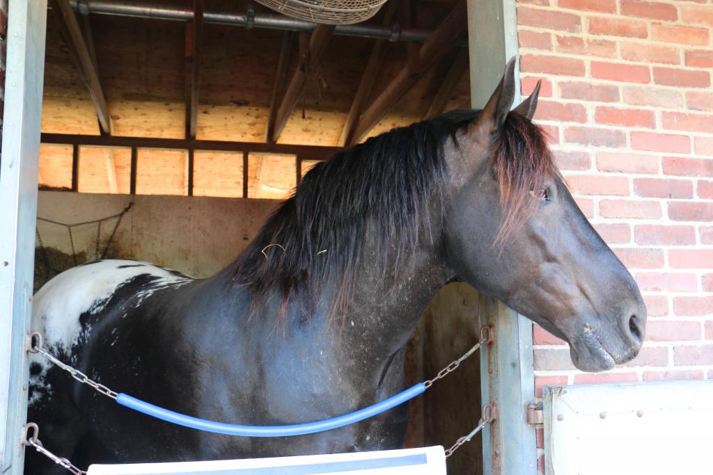 Harley waiting for the Kentucky Derby Museum tour guests to arrive. (Julie June Stewart photo)